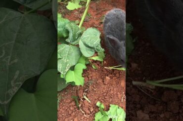 My small baby bunnies