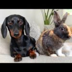 Dachshund and 2 bunnies. Cute