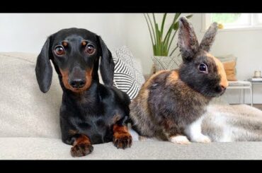 Dachshund and 2 bunnies. Cute