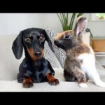 Dachshund and jumping bunnies. Cute