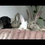 Dachshund and 3 bunnies •17 Cute