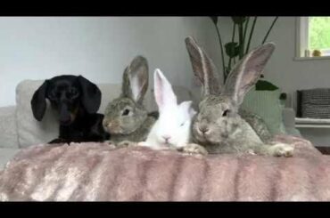 Dachshund and 3 bunnies •17 Cute