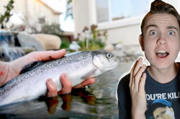 NO ONE HAS THIS FISH!! (PET TROUT | NEW BACKYARD POND FISH)