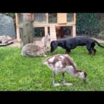 All animals together| Dachshund, bunnies, chicks, ducks  •11 Cute