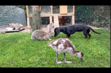 All animals together| Dachshund, bunnies, chicks, ducks  •11 Cute