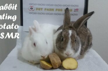 Rabbit eating potato ASMR #rabbit #bunny #pet