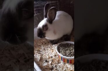 Rabbit 🐇Barn Tour /Bunny Update 🐰 🐇