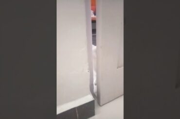 My cute rabbit 2020💫