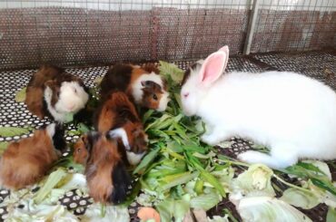 Rabbits Eating vegetable 2020 - Rabbits Videos - Rabbits Eating - Cute Rabbits - Rabbits