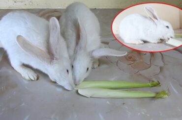 The Cutest Rabbits PoyPoy & PomPom Love young corn