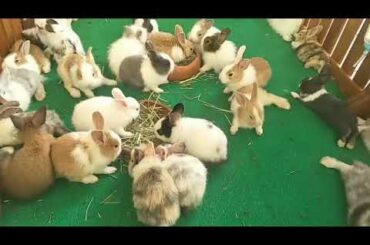 Rabbits farm, small rabbits so lovely cute. easy to catch rabbit, no CORONA virus of rabbits. Animal