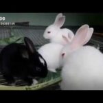 Beautiful Rabbits eating Leaifs