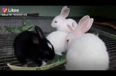 Beautiful Rabbits eating Leaifs