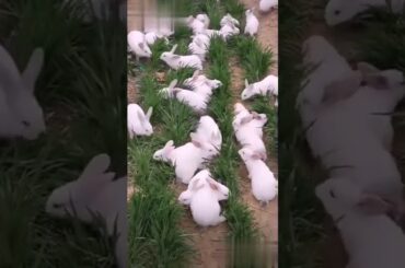 Cute rabbit video