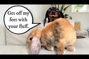 Dachshund & house-trained rabbits. Cute
