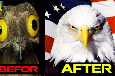 11 baby Birds that grow up to look totally different