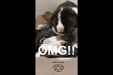 OMG, my cute bunny rabbit eats her newborn baby!