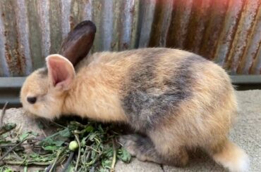 My cute bunnies don't like eating lettuce ! Today my rabbits are not happy at all, so sad!