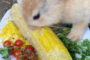 My cute bunnies like to eat corn a lot | How to raise adorable rabbits at home @ Bunny Tube-KH