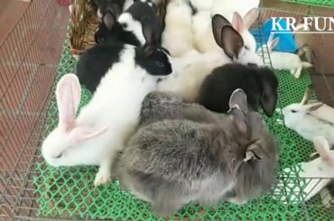 cute rabbit baby activity # rabbit farming