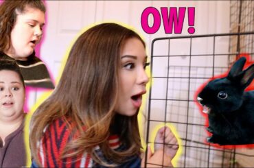 HOUSE RABBIT MAKEOVER | AGGRESSIVE RABBIT | EPISODE 4