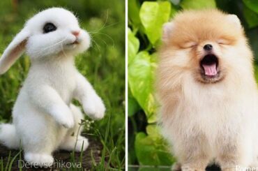 Animals SOO Cute! Cute baby animals Videos Compilation cutest moment of the animals #10