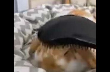 Beautiful Baby Rabbits Funny Moments