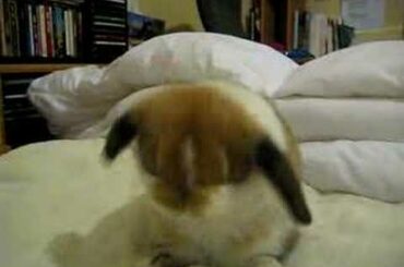 Cute bunny cleaning itself