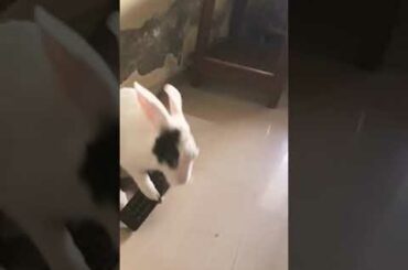 BUNNY GETS ANGRY...