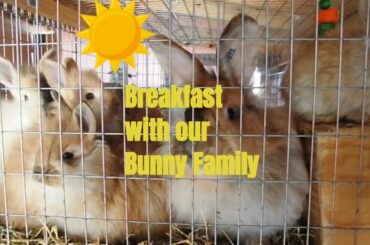 Breakfast with the bunny family. Mommy and baby German hybrid angora rabbit family. Morning hops!