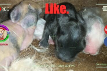 5 Cute Baby Bunnies Day 5 (DOB: March 9, 2020) - Bongskie Rabbitry Cebu - Bisdak Edition