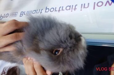 Cute rabbit (gray rabbit)