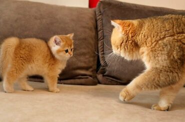 The long-awaited meeting of cat William with his son Alfonso