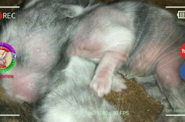 3 Cute Baby Bunnies Day 6 (DOB: March 8, 2020)