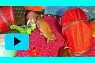 Rabbit And Guinea Pig Playground Relaxing Music Video. Cute Rabbits Playing Indoor Outdoor