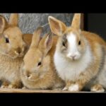 Cute Baby Bunny Rabbit Videos - Sevimli Tavşanlar