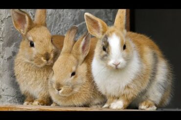 Cute Baby Bunny Rabbit Videos - Sevimli Tavşanlar