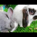 Daily Life Rabbit (🐰Jenny🐰) Today is 74 days old Smart cute cute🐇❤️️❤️️ HD  720p