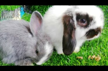 Daily Life Rabbit (🐰Jenny🐰) Today is 74 days old Smart cute cute🐇❤️️❤️️ HD  720p