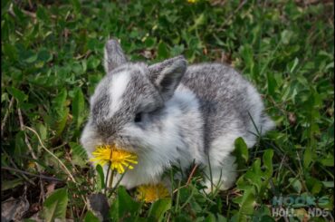 Baby Bunnies in Springtime