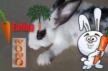 Rabbit eat carrot be in shape 2020