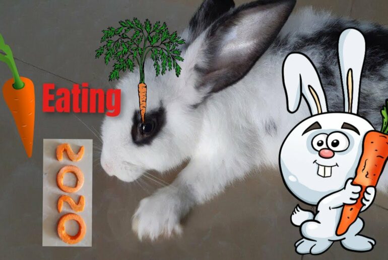 Rabbit eat carrot be in shape 2020