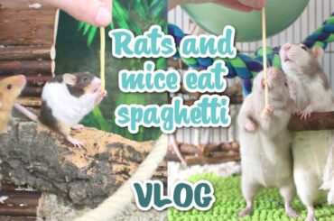 Painting rat toys, Pasta & Packaging orders | VLOG