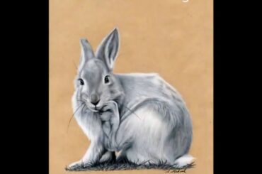 Time Lapse of Charcoal Rabbit Drawing by Andrea Michael