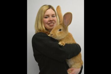 Huge cute rabbit bunny Acts Like A dog - cat looks like a rabbit & acts like a dog
