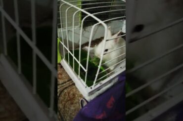 My cute dwarf rabbit ❤️