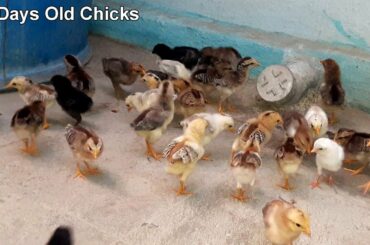 Baby Chickens  - Day 19 || Baby Chicks Growth