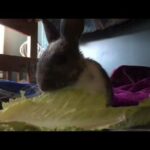Cute Bunny Eating Lettuce