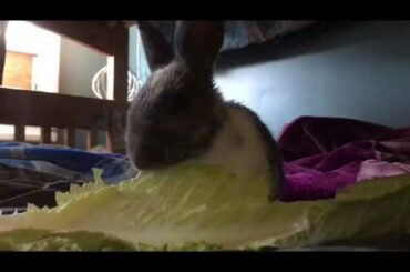 Cute Bunny Eating Lettuce