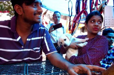 CUTE DOG PUPPY AT GALIFF STREET PET MARKET WEST BENGAL | 8TH MARCH 2020 VISIT WITH SELLER  NO.